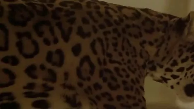 Bootyfull csaj baszva fia, aki kémkedett utána a zuhany alatt